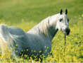 /album/galerie-photos/gif-plusieurs-chevaux-gif/